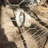 مرغ گلین کرچ