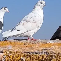 کفتر|پرنده|تایباد, |دیوار