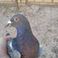 کبوتر|پرنده|مشهد, باغ فراگرد|دیوار