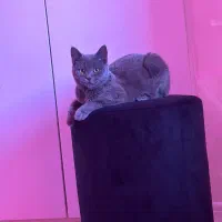 گربه اسکاتیش|گربه|پردیس, فاز ۴|دیوار