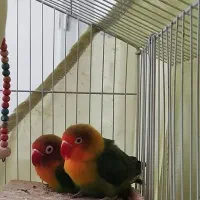 یک جفت طوطی کوتوله برزیلی نقابدار