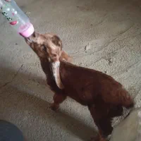 بزغاله شیرخوار|حیوانات مزرعه|مشهد, شایه|دیوار