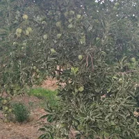 فروش زمین ۳۲۲۲ متری محدود زاینده‌رود شوراب|فروش زمین و ملک کلنگی|فولادشهر, بوستان خلیج فارس|دیوار