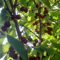 فروش-باغ-1000-متری-حاجی-اباد