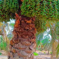 معاوضه-باغ-با-مغازه-و-خودرو