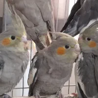 پرنده عروس هلندی