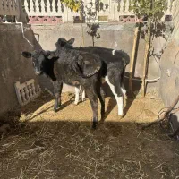 گوساله ماده|حیوانات مزرعه|باخزر, |دیوار