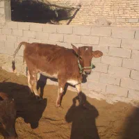 گوساله نر نافی و گوساله ماده|حیوانات مزرعه|زهک, |دیوار