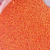 بذر گندم ابی گواهی شده سالار|خدمات باغبانی و درختکاری|کوزران, |دیوار