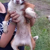 واگذاری توله سگ|سگ|املش, |دیوار