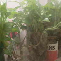 تعداد زیادی فقط قلمه