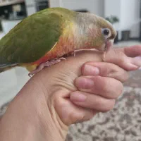 طوطی گرینچیک