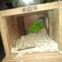 جفت سنگال اماده|پرنده|مهدی شهر, |دیوار