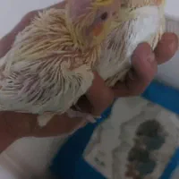 عروس هلندی جفت مولد واقعی با۲تا جوجه|پرنده|گلستان (تهران), |دیوار