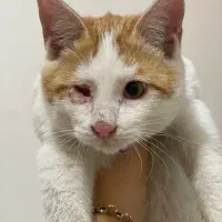 واگذاری رایگان