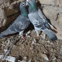 سبز|پرنده|نیشابور, شهرک رضوی|دیوار