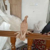 کبوتر ساری|پرنده|تبریز, |دیوار