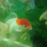 تعداد 10عدد ماهی ردکپ و کله شیر  مولد