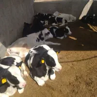 80 گوساله نر سیمینتال اسپرم گوشتی زونیکس