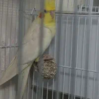 جفت عروس هلندی با جوجه|پرنده|مشهد, شهید قربانی|دیوار