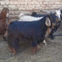 چپیش نر|حیوانات مزرعه|چگنی, |دیوار