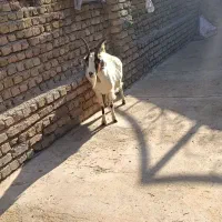 بز آبستن دوقلوزا جوان 55 kilo|حیوانات مزرعه|قزوین, |دیوار