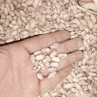 چیتی خمین