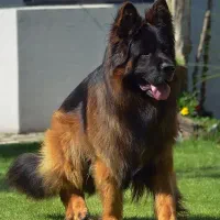 ژرمن شپرد نر یک ساله