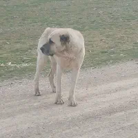 سگ سرابی قدیم