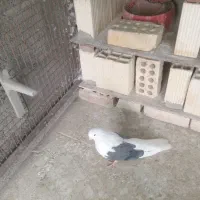 کبوتر بلند کشیده فروش