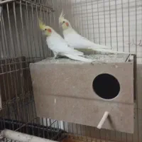 ۳ جفت عروس هلندی و قفس بزرگ|پرنده|اصفهان, خانه اصفهان|دیوار