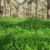 نیازمند کارگر افغانی با خانواده