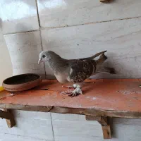 کبوتر گوگ و دورگ