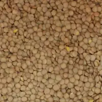 لوبیا چیتی درجه یک زود پز|خوردنی و آشامیدنی|قم, علی آباد سعدگان|دیوار