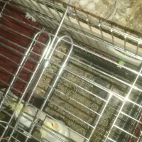 گمشده یک جفت عروس هلندی لوتینو  سهره