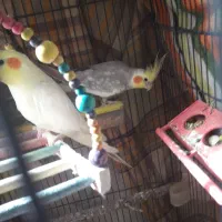 طوطی عروس هلندی و برزیلی|پرنده|محمدشهر, شهرک پیام (مهرالبرز)|دیوار