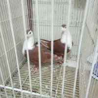 یه جفت کلاغ سرخ هفت رنگ