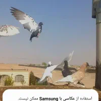 کبوتر|پرنده|چناران, |دیوار