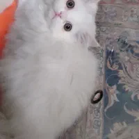 گربه پرشین ماده