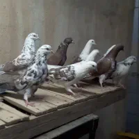 کفتر پرشی|پرنده|قم, گلزار|دیوار