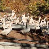 فروش غاز بالغ محلی تعداد بالا