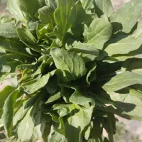 اسفناج تازه کوهی ارسال به سراسر کشور