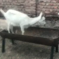 سانن گیسه کهره