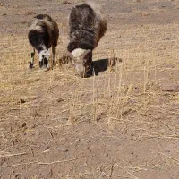 قورچ|حیوانات مزرعه|الیگودرز, |دیوار