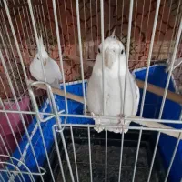 دو تا عروس هلندی جفت و سخنگو
