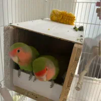 طوطی برزیلی بالغ|پرنده|شهریار, شهریار|دیوار