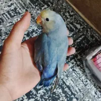 مرغ مینا سخنگو و کوتوله برزیلی