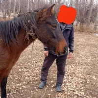 سلام یک رس اسب جوان به فروش می رسد