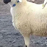 دام زنده افشار شهرک غرب تهران ارسال رایگان|حیوانات مزرعه|تهران, باغ فیض|دیوار