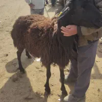 قوچ هترو قزل افشار